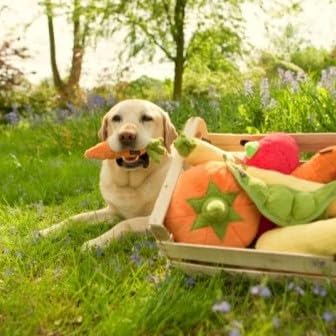 P.L.A.Y. Cute Plush Dog Toys - Fruit & Vegetable Themed Durable Squeaker Chew Toy, Great for Puppies & Small, Medium, Large Dogs - Machine Washable, Recycled Materials (Garden Fresh Carrot, Medium)