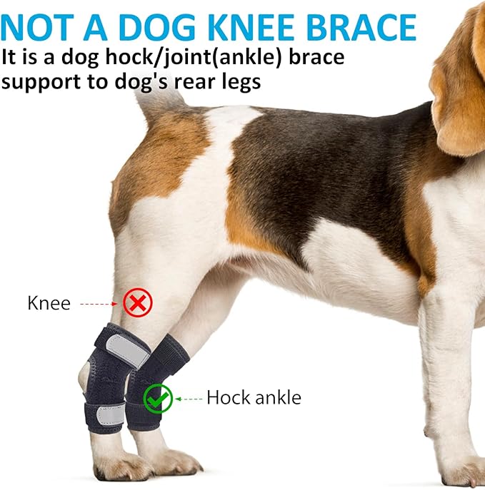 Dog Leg Braces for Rear Legs, Hock Brace for Back Legs with Metal Strips and Safety Reflective Straps for Short Legs, Joint Warps Support for Hind Legs Injuries Sprains Arthritis (XLarge)