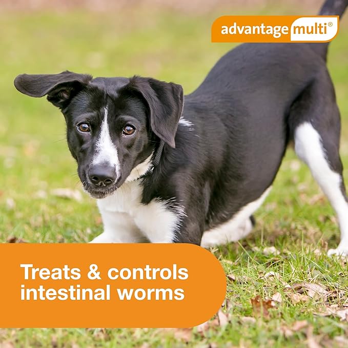 Advantage Multi Topical Solution for Dogs 6 Doses, 20.1-55 lbs (Red)