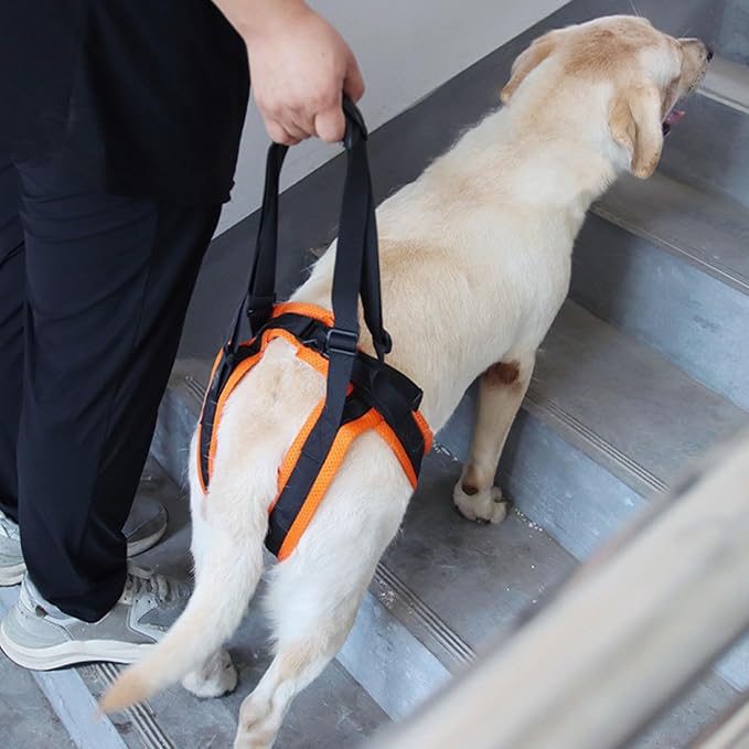 Rear Leg Care Pet Tractions Auxiliary Belt Rehabilitation Exercise Balances Harness for Leg Disabled Elderly Dog Lift for Weak Legs Small Lift for Weak Legs Full Body Lifting & Flexibility Aid