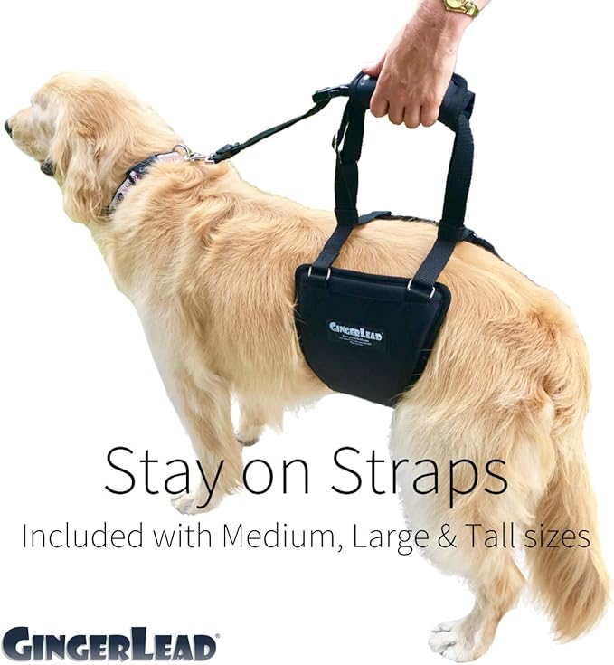 GINGERLEAD Dog Sling Hip Support Harness, Tall Female fits Tall, Lean Female Dogs Like Greyhounds or Great Danes. Padded Lifting Aid to Help Pets Up or Down Steps, in or Out of Vehicles. Made in USA