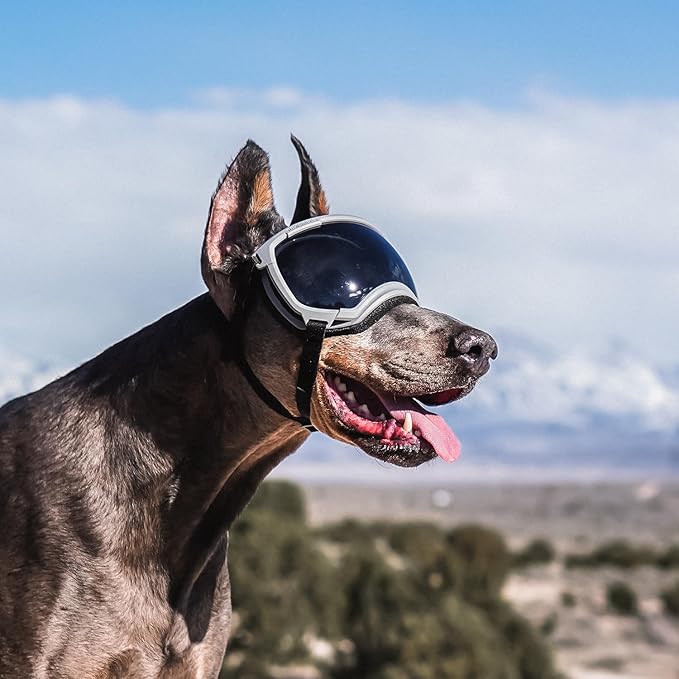 Rex Specs V2 Dog Goggles (Medium, Gallatin Grey)