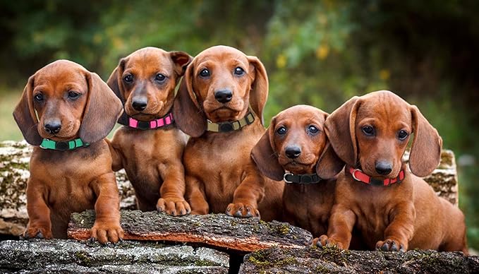 20 Pack Puppy Collars,Puppy Collars for Small Puppies Safety Buckle Soft Nylon Newborn Whelping Litter Collars(M)