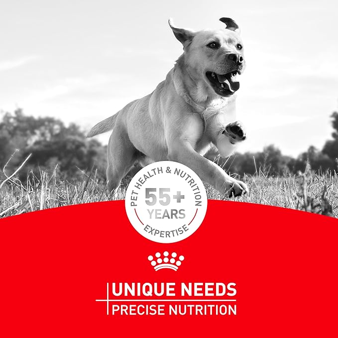 Royal Canin Breed Health Nutrition French Bulldog Wet Dog Food for Adult Dogs, Loaf Wet Food for French Bulldogs 12 Months+, Supports Digestive Health and Bone & Joint Health, Multipack 6 x 3 oz cans