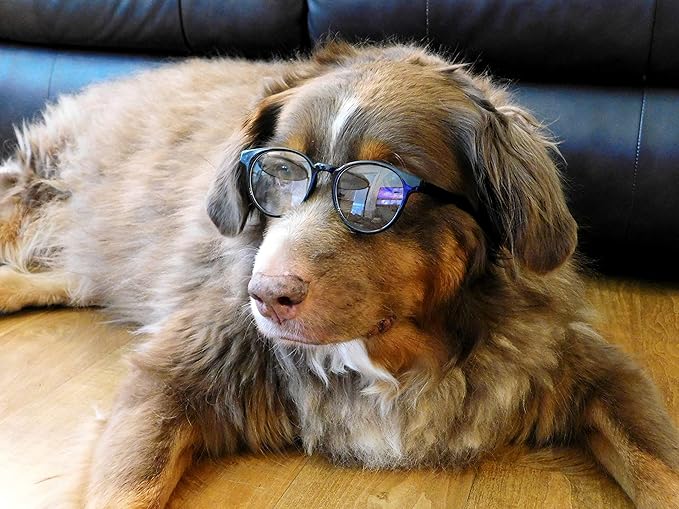 G003 Dog Cat Pet Costume Panto Round Sunglasses Small to Medium Breeds 15-30lbs (Panto Black-Clear Lens)