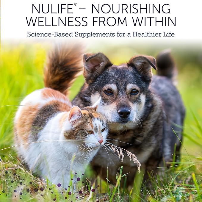 Dog Cognitive Supplement - Supports Senior Dog Memory, Alertness, and Behavior with DHA (Omega 3) and Ashwagandha - Helps Promote Brain Health and Focus in Aging Dogs - 45 Soft Chews