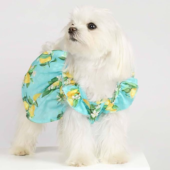 Fitwarm Lemon Dog Dress, Dog Clothes for Small Dogs Girl, Pet Cat Apparel, Teal Blue, Yellow, Green, Large