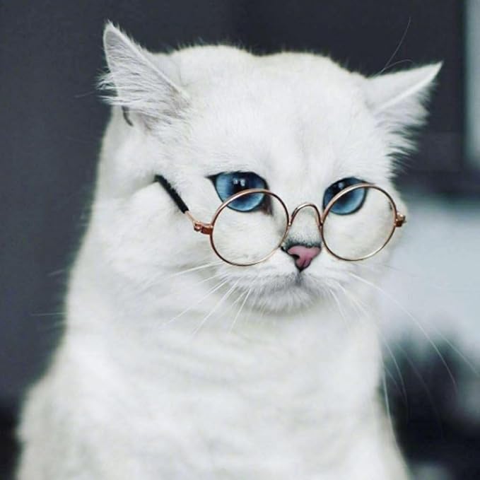 Pokinge 4Pcs Pet Glasses Multicolor Sunglasses Pet Puppy Protection Sunglasses Cat Glasses Cosplay Photo Prop Accessories Pet Supplies for Cat Dog