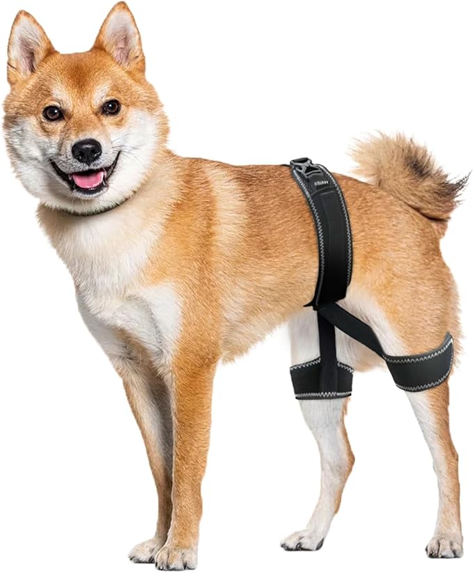 CHAMIN Dog Hip Brace – Support Harness for Hip Dysplasia, Joint Pain Relief, Prevents Hip Joint Issues, Orthopedic Support for Dogs(Large)