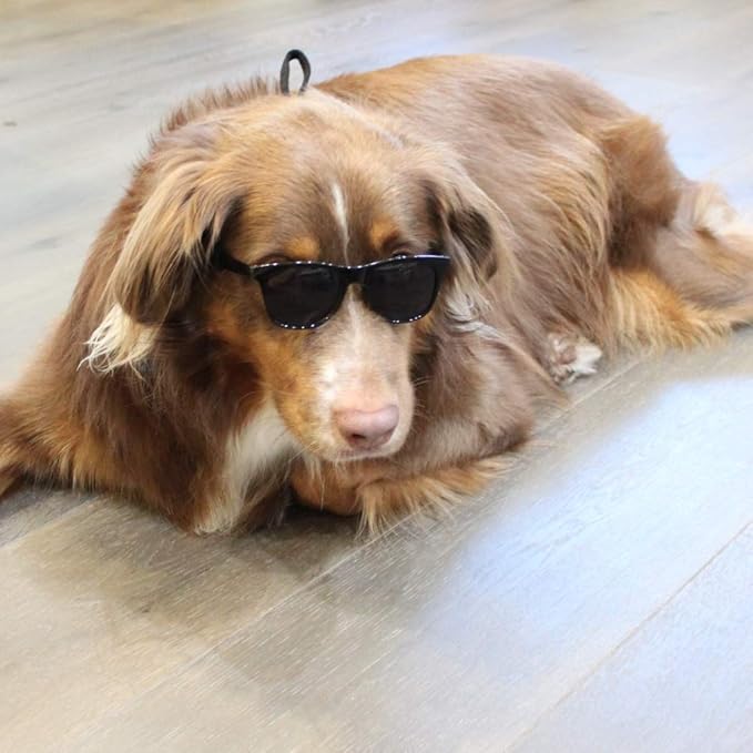 G006 Dog Pet 80s Costume Sunglasses Prop Photoshoot Medium Breeds 20-40 lbs (2-Pack Black+ Matte Black)
