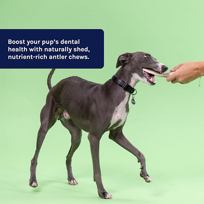 Good Trouble Premium Deer Antlers for Small Dogs – 1 Whole Antler Pets - North American Sourced Deer Antlers for Dental Health & Anxiety Relief - Odor-Free & Non-Toxic Chew Bone for Dogs