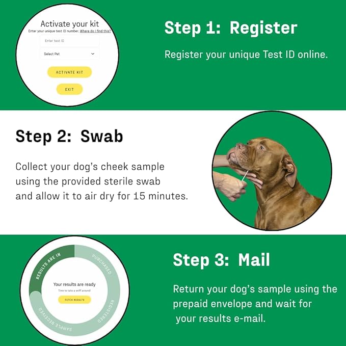 DNA MY DOG – Trusted & Affordable Breed Identification Test | 350+ Breeds Identified w/ 99%+ Accuracy | Complete Breed Analysis, Personality and Behavior Insights | Easy Cheek Swab, Results in 2 Weeks