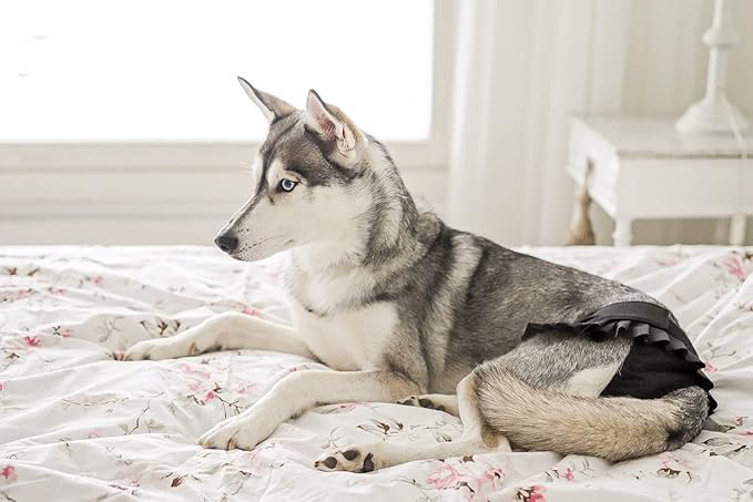 FINNERO Ballerina Dog Diaper – Washable, Reusable, Leak-Proof – Heat, Period & Urine Incontinence Protection – Comfortable, and Stylish Design – Adjustable Fit for Female Dogs – Small, Black