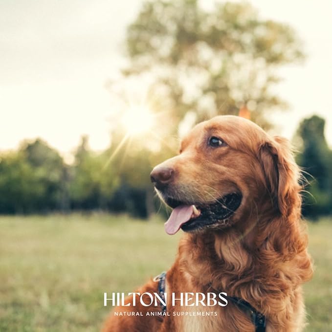 Hilton Herbs Senior Dog Optimum Health Supplement for Older Dogs, 2.1 oz Tub