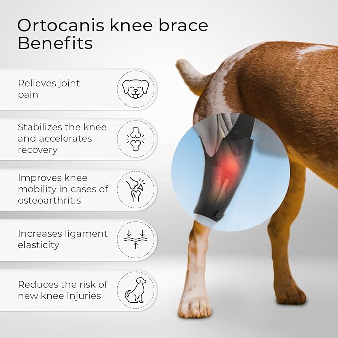 Ortocanis Dog Knee Brace for Hind Leg Support – Flexible Neoprene Knee Brace for Dogs with Joint Instability, Torn ACL, Limping or Osteoarthritis – Comfortable Support for Recovery (X-Mini, Right Leg)