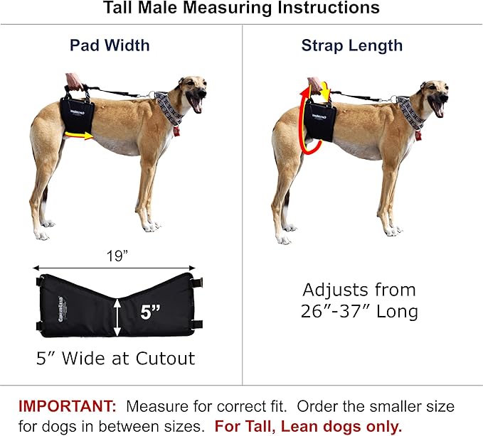 GINGERLEAD Dog Sling Hip Lift Harness, Tall Male fits Tall, Lean Dogs Like Greyhounds or Great Danes. Padded Support Aid to Help Pets Up or Down Stairs, in or Out of Vehicles. Made in U.S.A.