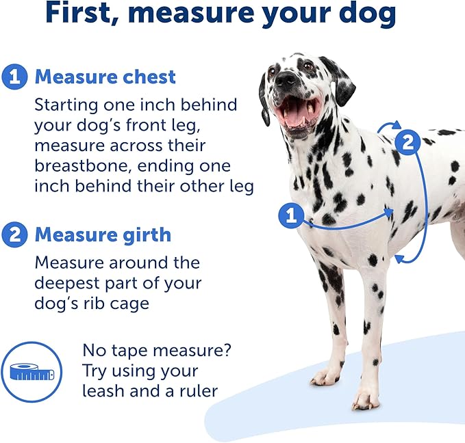 PetSafe Easy Walk Harness for Dogs - Pull-Free Walks - Patented Martingale Loop Design - Front Chest Leash Attachment - Comfort Straps - Breathable Harness Design - Small, Apple Green/Gray