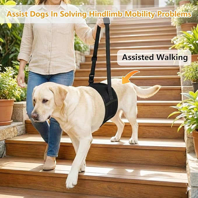 Dog Lift Harness for Rear Legs, Adjustable Dog Support Sling with Soft Padding, Hind Leg & Hip Support for Walking, Stairs & Recovery, Mobility Aid for Senior Dogs (M)