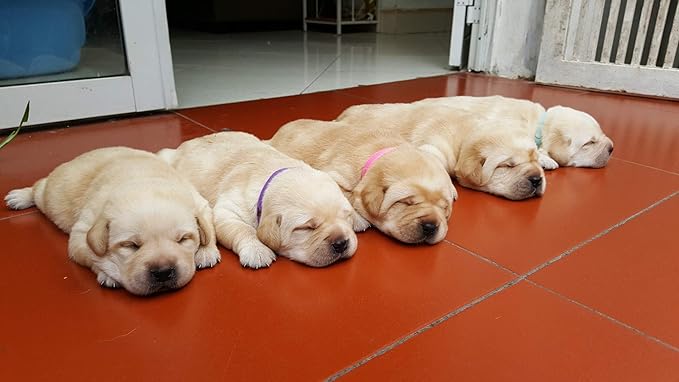 GAMUDA 20 Newborn Puppy Collars – Super Soft Double Velvet Whelping Puppy Collars - Adjustable Litter Collars for Puppies – Assorted Colors & Identification Collars (20 PCS - 6 Chart)