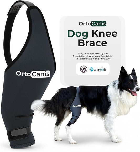 Ortocanis Dog Knee Brace for Hind Leg Support – Flexible Neoprene Knee Brace for Dogs with Joint Instability, Torn ACL, Limping or Osteoarthritis – Comfortable Support for Recovery (XXL, Right Leg)