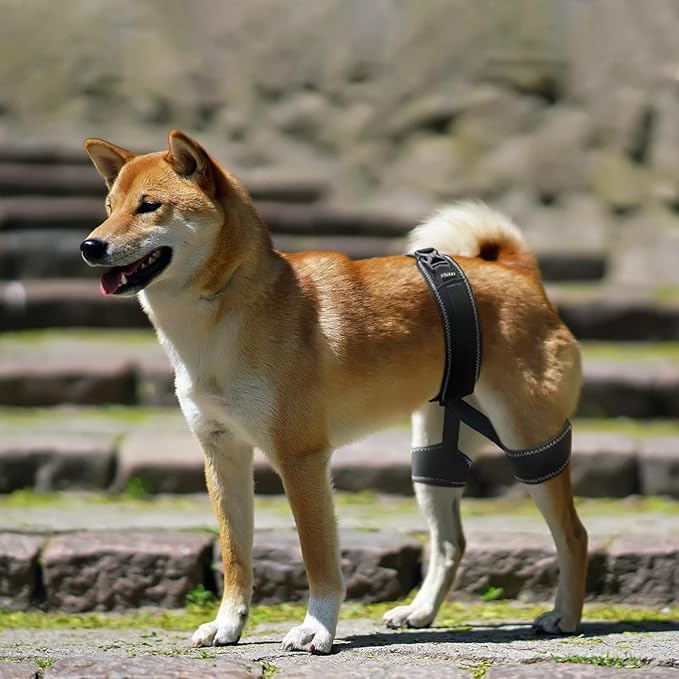 Dog Hip Brace – Support Harness for Hip Dysplasia, Joint Pain Relief, Prevents Hip Joint Issues, Orthopedic Support for Dogs(XL)
