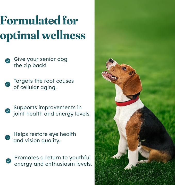 PetHeal Aging Aid Chews for Senior Dogs - Vet-Reviewed - Supports Joints, Energy & Vision with Hemp, DHA, Blueberry & Spinach | Fights Inflammation & Promotes Vitality | 30 Pork-Flavored Soft Chews
