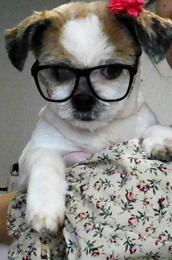 G015 Dog Small Breed up to 15lbs Pet Cat Costume Clear Lens Tiny 80s Retro Glasses (Black-Clear Lens)
