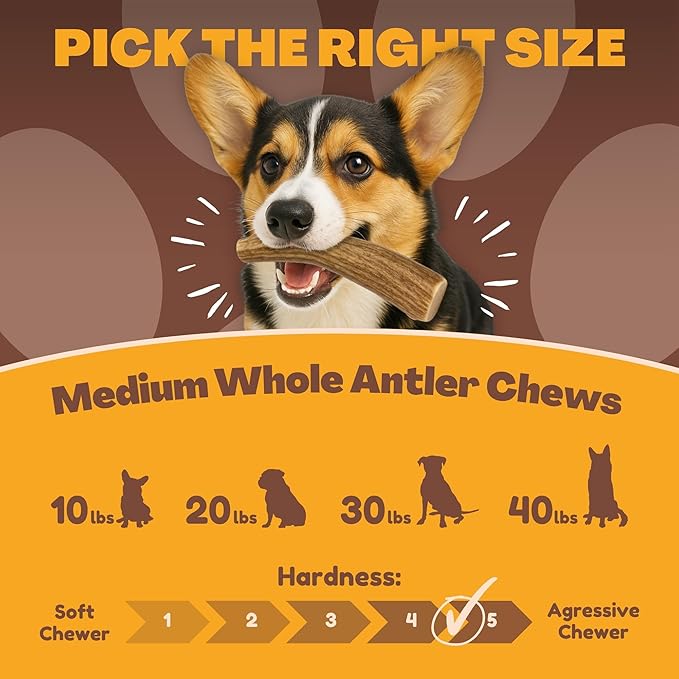 Whitetail Naturals Deer Antler Dog Chews (3 Pack Medium) - Long Lasting, Naturally Shed Whole Antlers for Dogs - Long Lasting Dog Bones for Power Chewers