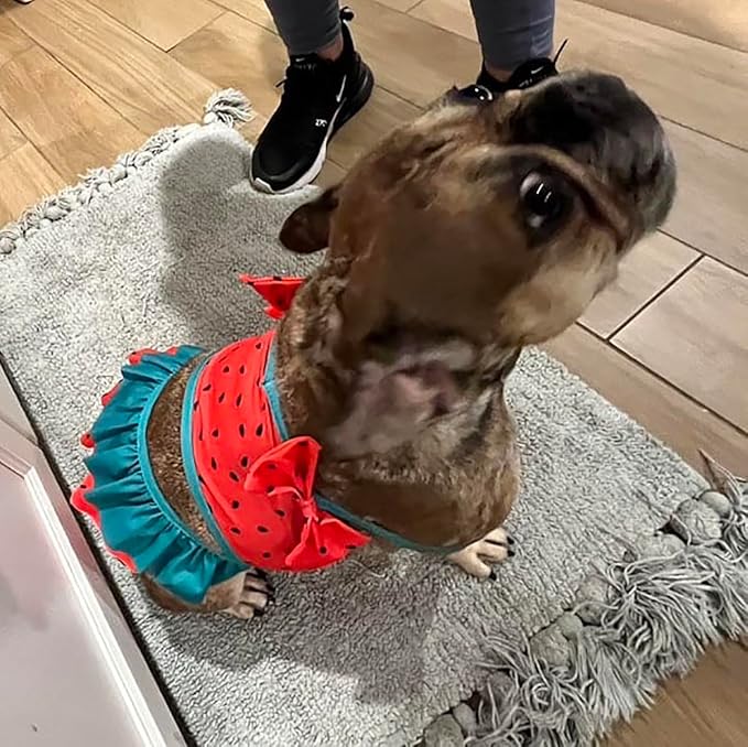 Funny Dog Swimwear Bikini Summer Dog Clothes Beach Swimsuit Puppy Bathing Suit Puppy Vest Cooling Pet Shirt for Small Dogs, Cat Apparel (Watermelon, Large)