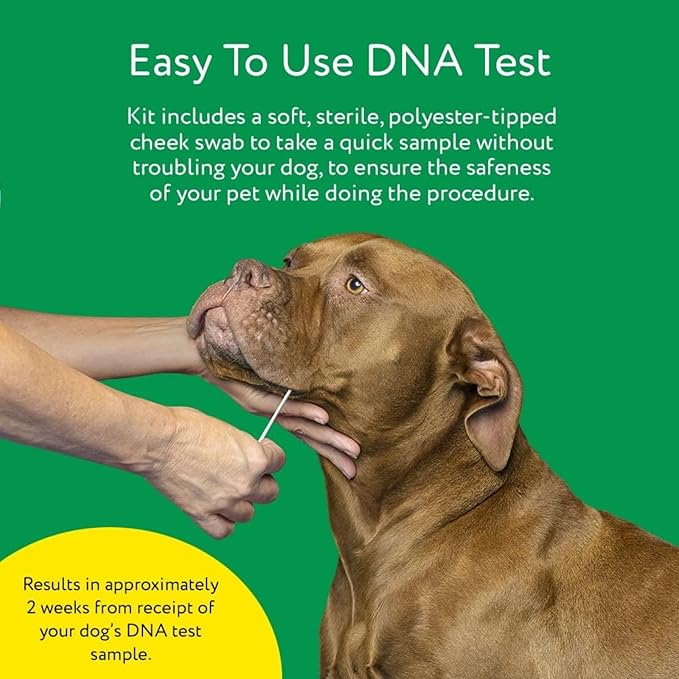 DNA MY DOG – Trusted & Affordable Breed Identification Test | 350+ Breeds Identified w/ 99%+ Accuracy | Complete Breed Analysis, Personality and Behavior Insights | Easy Cheek Swab, Results in 2 Weeks