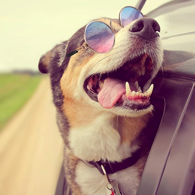Weewooday 7 Pcs Dog Sunglasses Cats Sunglasses with 2 Gold Chain Retro Round Metal Glasses Funny Cute Cosplay Costume for Small Pet(Vivid Colors,Lovely Style)