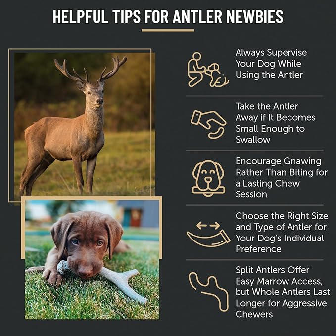 The Antler Box Premium Deer Antler Dog Chews (1 lb Bulk Pack) (Large (3 to 4 Antlers/lb))