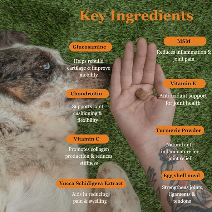Hip & Joint Support for Dogs – Glucosamine, Chondroitin, MSM & Turmeric for Mobility, Flexibility & Joint Pain Relief – Daily Soft Chews for Senior & Active Dogs – 120 Count