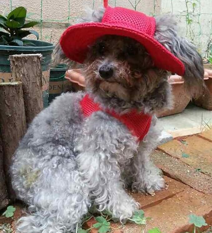 Round Brim Princess Hat Visor Hat Pet Dog Mesh Porous Sun Hat with Ear Holes for Small, Extra Small Dog Teddy, Pug, Chihuahua, Shih Tzu, Yorkshire Terriers, Papillon Red L