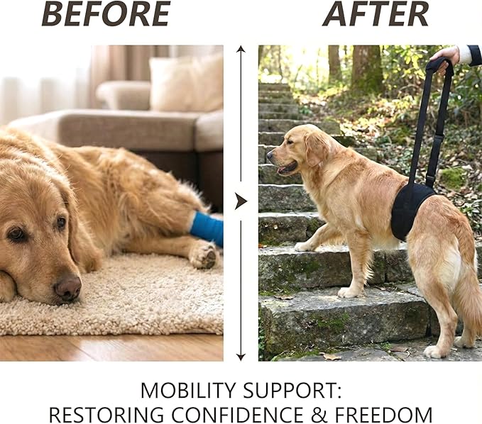 Dog Lift Harness for Rear Legs, Adjustable Dog Support Sling with Soft Padding, Hind Leg & Hip Support for Walking, Stairs & Recovery, Mobility Aid for Senior Dogs (M)