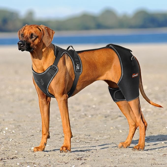 CHAMIN Dog Hip Brace with Back Handheld Design, Support for Hip Dysplasia, Arthritis, Back Leg limping, Reduce Hip Pain & Accelerated Recovery After Surgery etc(Extra Large)