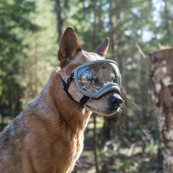 Rex Specs V2 Dog Goggles (Medium, Gallatin Grey)