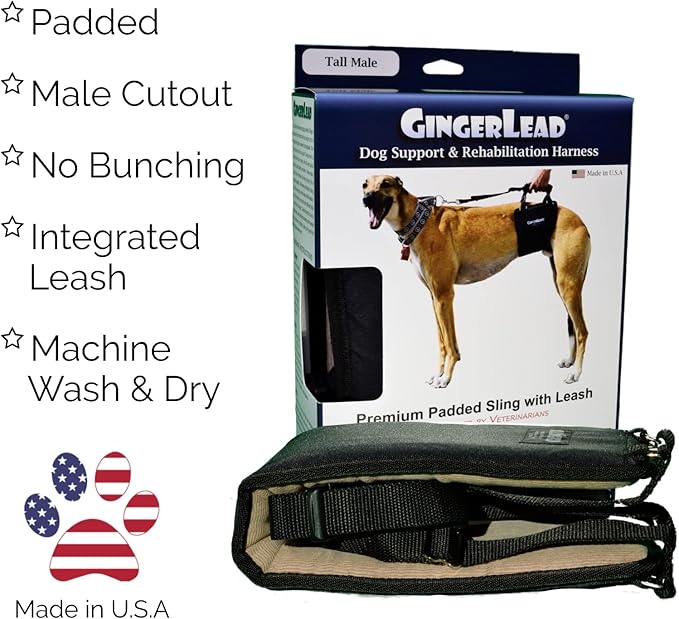 GINGERLEAD Dog Sling Hip Lift Harness, Tall Male fits Tall, Lean Dogs Like Greyhounds or Great Danes. Padded Support Aid to Help Pets Up or Down Stairs, in or Out of Vehicles. Made in U.S.A.