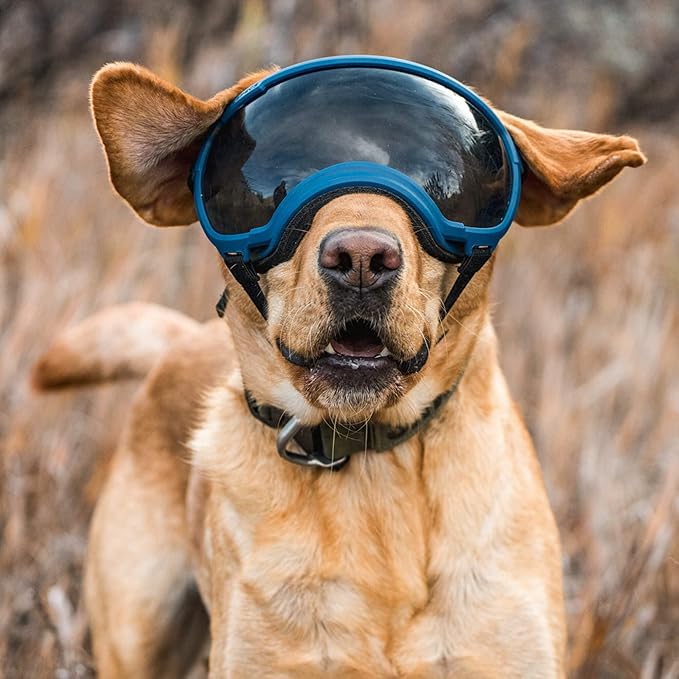 Rex Specs V2 Dog Goggles (Large, Black)