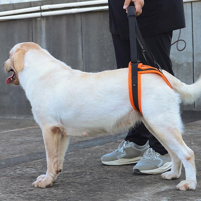 Rear Leg Care Pet Tractions Auxiliary Belt Rehabilitation Exercise Balances Harness for Leg Disabled Elderly Dog Lift for Weak Legs Small Lift for Weak Legs Full Body Lifting & Flexibility Aid