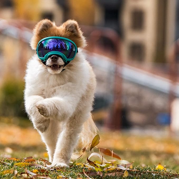 Rex Specs V2 Dog Goggles (Small, Black)