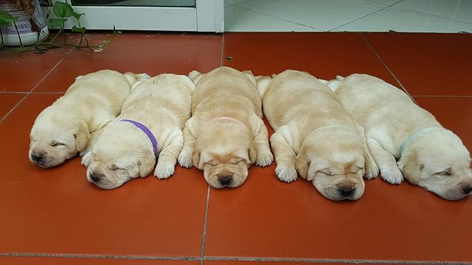 GAMUDA 20 Newborn Puppy Collars – Super Soft Double Velvet Whelping Puppy Collars - Adjustable Litter Collars for Puppies – Assorted Colors & Identification Collars (20 PCS - 6 Chart)