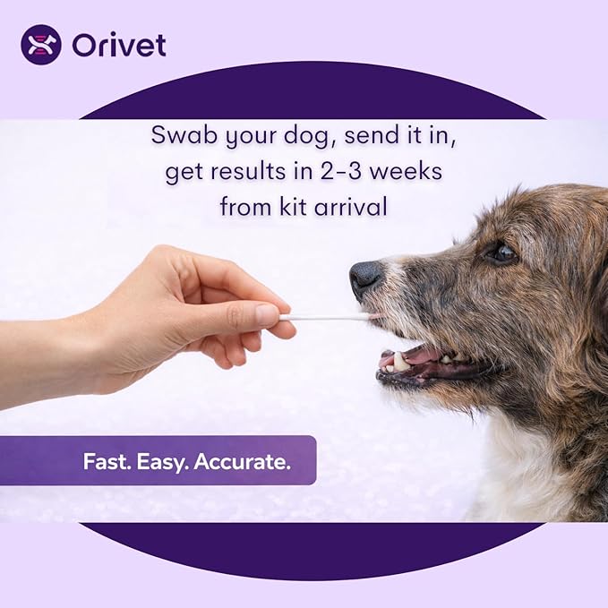 ORIVET Dog DNA Test Kit – Comprehensive Dog DNA Test Kit for Over 330+ Breed Identification | At Home Dog DNA Kit with Canine Genetic Testing & Life Plan Genopet