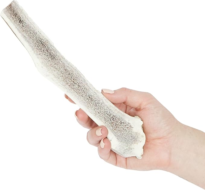 Prairie Dog | Elk Antler Chew | Naturally Shed - Hand Harvested in North America | X-Large | Split