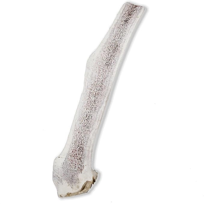 Prairie Dog | Elk Antler Chew | Naturally Shed - Hand Harvested in North America | X-Large | Split
