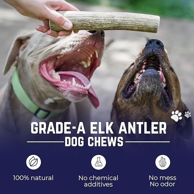 Devil Dog Pet Co - Elk Antler for Dogs Small - Long Lasting Dog Chew for Aggressive Chewers, Toy & Small Breeds - Naturally Shed Grade A Rocky Mountain Elk, Anxiety & Boredom Relief (Up to 20 lbs)