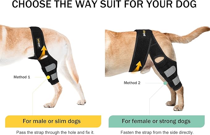 Dog Knee Brace for Torn ACL Hind Leg, Dog Braces for Back Leg for Dogs Luxating Patella, Metal Spring Strong Support and Flexible Joint Care, Stay-on Dog Leg Braces for Rear Leg (XXL)