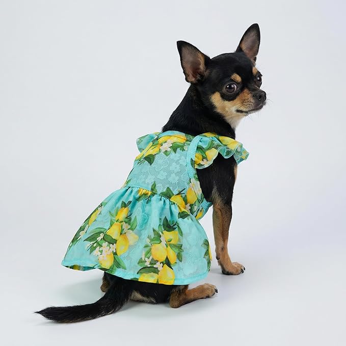 Fitwarm Lemon Dog Dress, Dog Clothes for Small Dogs Girl, Pet Cat Apparel, Teal Blue, Yellow, Green, Medium