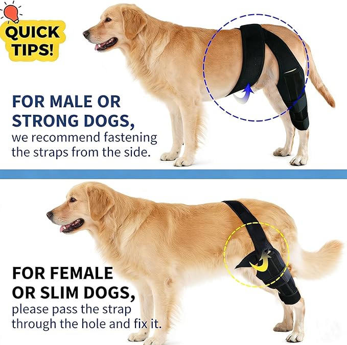 Dog Knee Support for Cruciate Injury – Flexible Stabilizer with Adjustable Straps, Breathable Neoprene, 4-Leg Universal Fit (Front/Hind, Left/Right), Ideal for Post-Op Healing (M)
