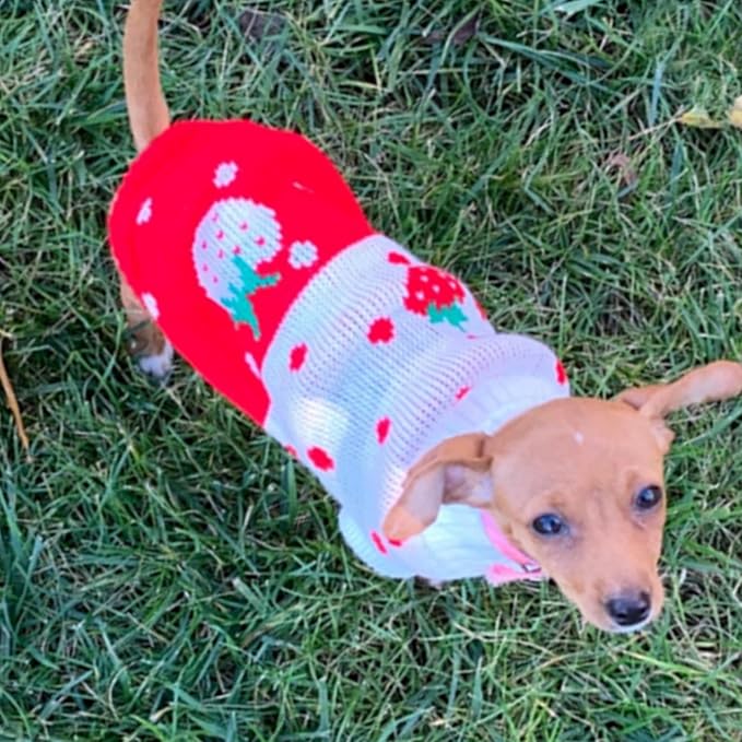 CHBORCHICEN Pet Dog Sweaters Classic Knitwear Turtleneck Winter Warm Puppy Clothing Cute Strawberry and Heart Doggie Sweater (Red1, Large)